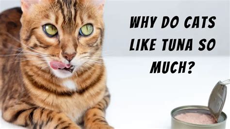 how to count bars in music and why do cats like tuna?